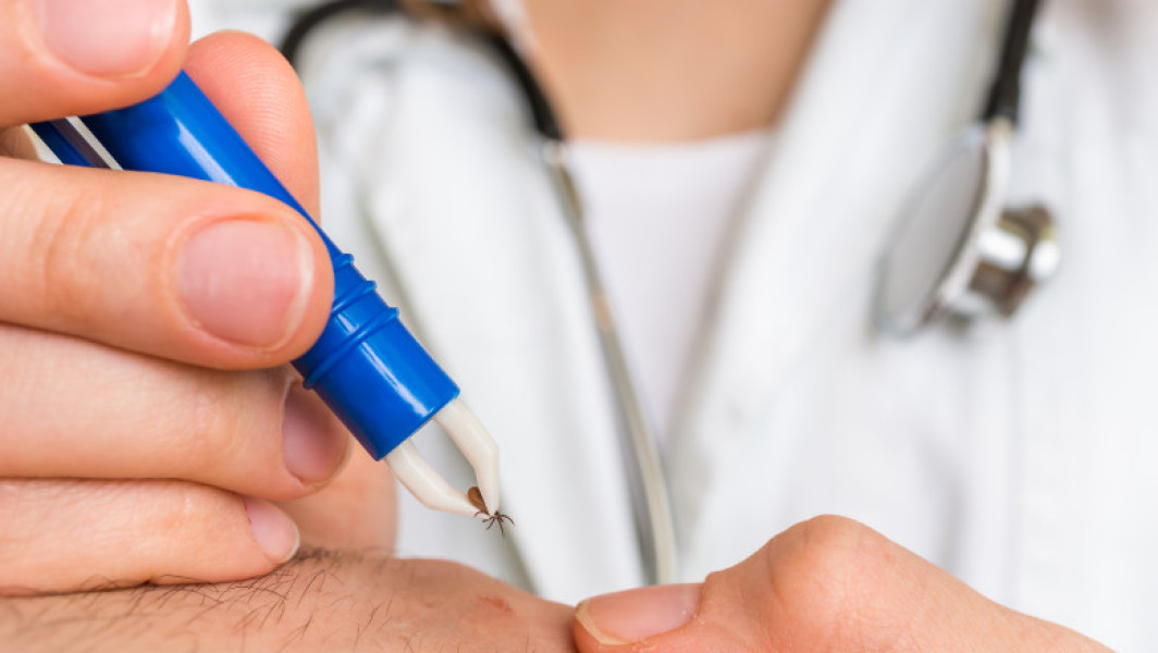 Riscurile muscăturilor de căpușe și măsuri preventive