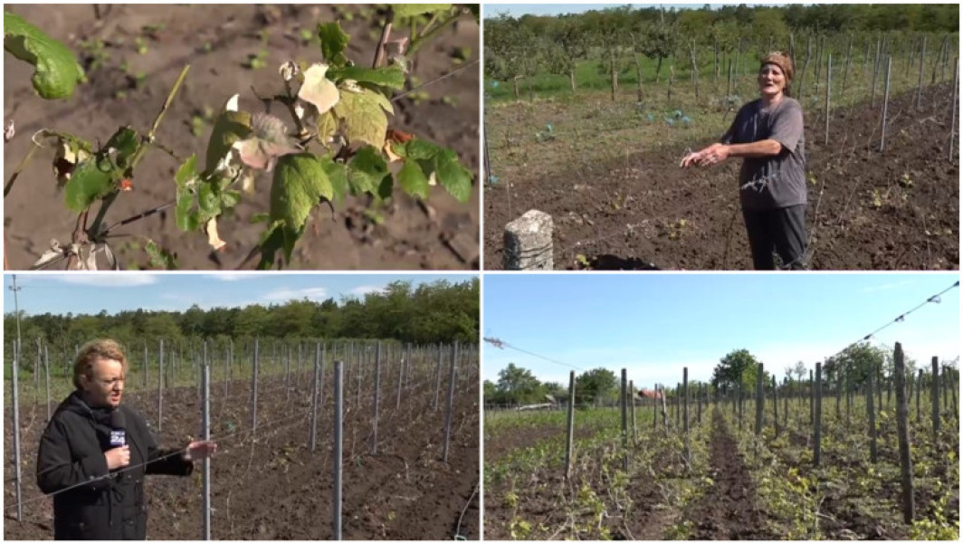 Pagube mari în agricultură din cauza grindinei în județul Dolj
