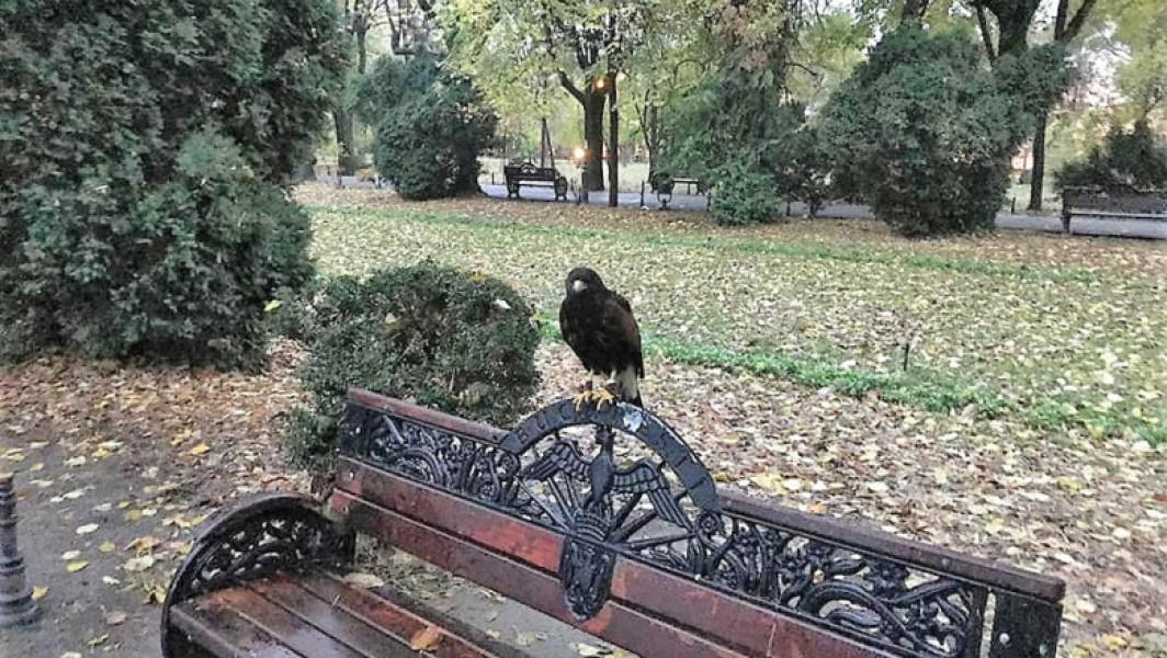 Primăria propune măsuri noi pentru protecția spațiilor verzi din București