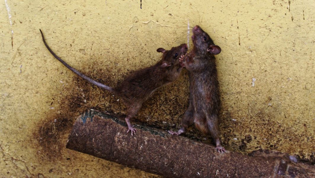 Unitate cecenă de forțe speciale afectată de hantavirus în Ucraina
